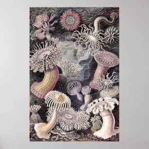 Poster Anémones de mer sous-marines par Ernst Haeckel