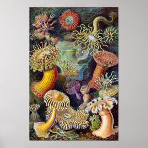 Poster Anémones de mer vintage, Actiniae par Ernst Haecke