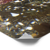 Poster Anémones géantes vertes et étoiles de mer ocre (Coin)