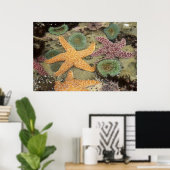 Poster Anémones géantes vertes et étoiles de mer ocre (Bureau à domicile)