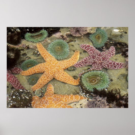 Poster Anémones géantes vertes et étoiles de mer ocre (Devant)