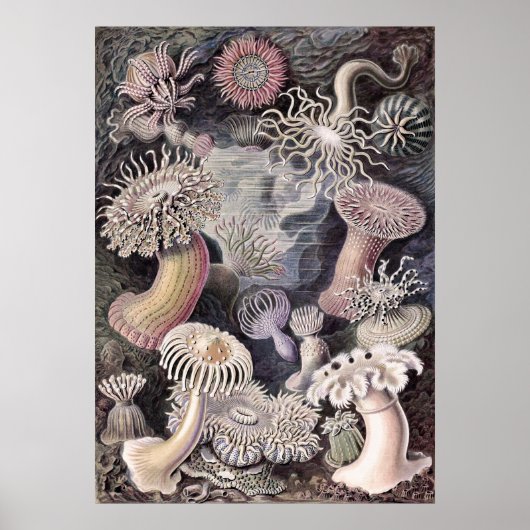 Poster Anémones sous-marines par Ernst Haeckel (Devant)