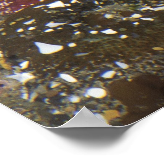 Poster Anémones vertes géantes et étoiles de mer ocre (Coin)