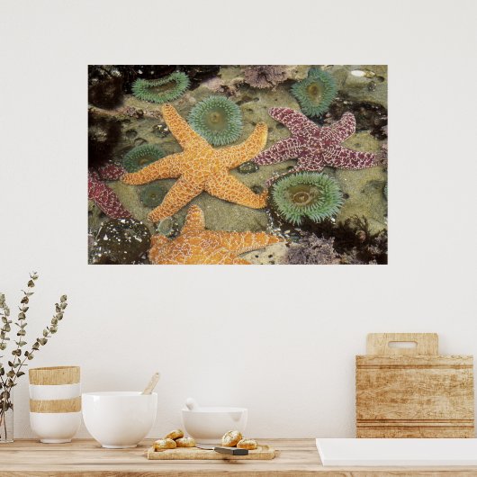 Poster Anémones vertes géantes et étoiles de mer ocre (Cuisine)
