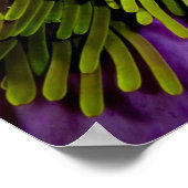 Poster Anémonèse et grand anémone (Coin)