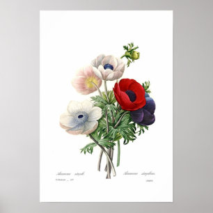 Poster Anemonies