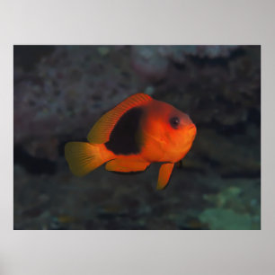 Poster Anénomée à selle rouge