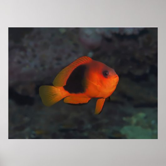 Poster Anénomée à selle rouge (Devant)