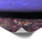 Poster Anenomefish à Anenome (Coin)