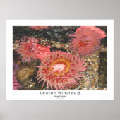 Poster Anénomes (Devant)