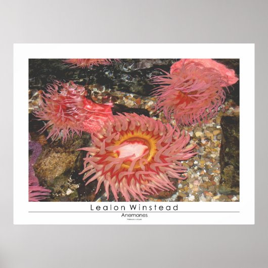 Poster Anénomes (Devant)