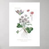 Poster Anéone hepatica (Devant)