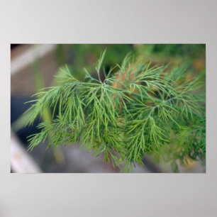 Poster Aneth de plante