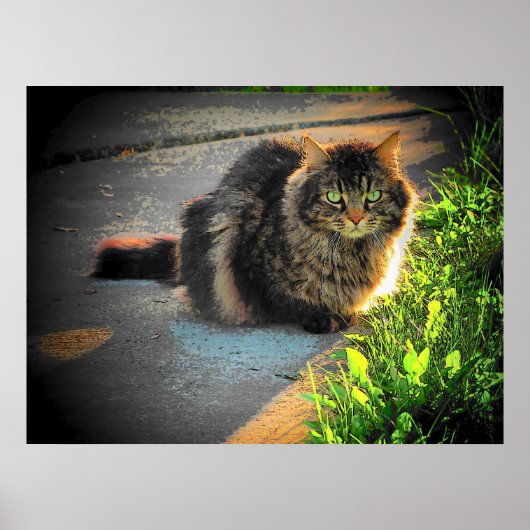 Poster Angel grumeux ensoleillé et froid Chat par djoneil (Devant)