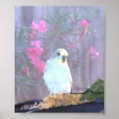 Poster Angel le Budgie (Devant)