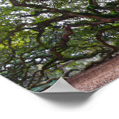 Poster Angel Oak sur l'île Johns, Caroline du Sud (Coin)