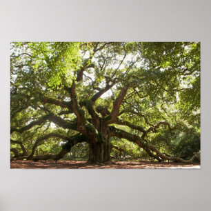 Poster Angel Oak Tree ~ Johns Island, Caroline du Sud