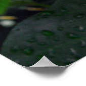 Poster Angel Wing Begonias (Coin)