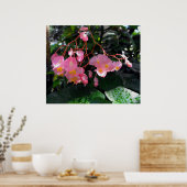Poster Angel Wing Begonias (Cuisine)