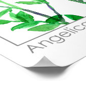 Poster Angelica Fleurs blanches Plante de Herbes médicina (Coin)