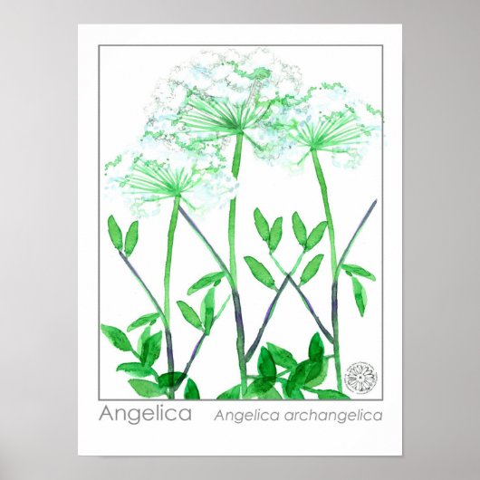 Poster Angelica Fleurs blanches Plante de Herbes médicina (Devant)