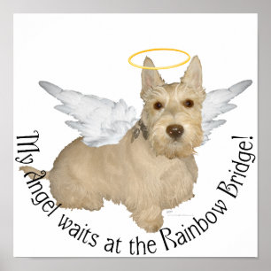 Poster Anges Wheaten Scottish Terrier