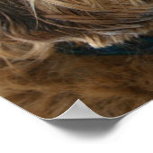 Poster anglais Cocker Spaniel Dog (Coin)