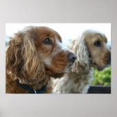 Poster anglais Cocker Spaniel Dog (Devant)