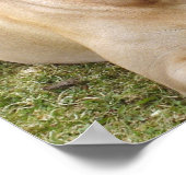 Poster anglais Mastiff (Coin)