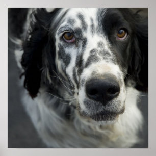 Poster anglais Setter Print