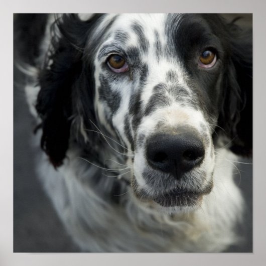 Poster anglais Setter Print (Devant)