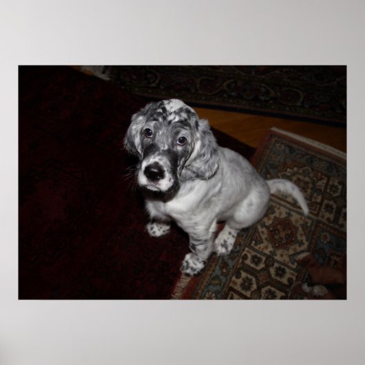 Poster Anglais Setter Puppy (Devant)