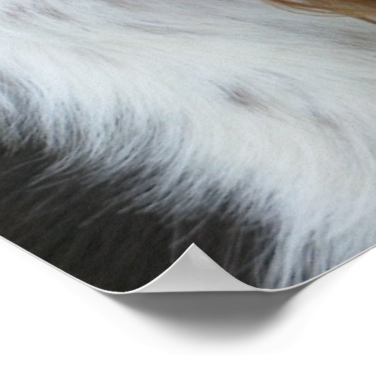 Poster Anglais Springer Spaniel (Coin)