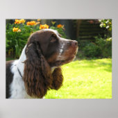 Poster Anglais Springer Spaniel (Devant)