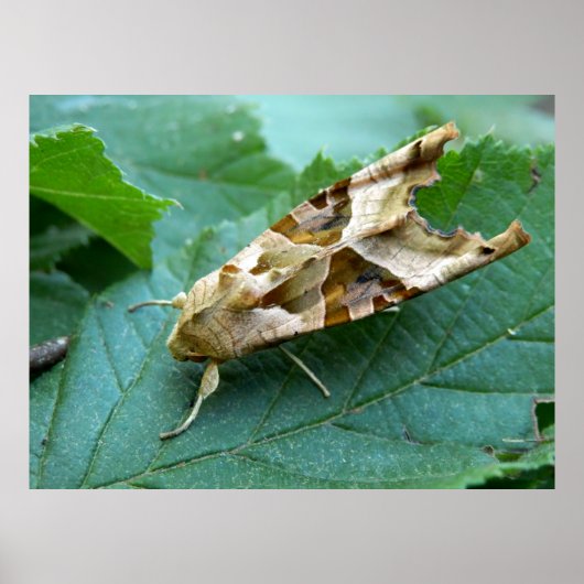 Poster Angle Shades Moth (Devant)