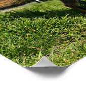 Poster Angleterre, Angleterre. Red Fox Vulpes vulpes) en (Coin)