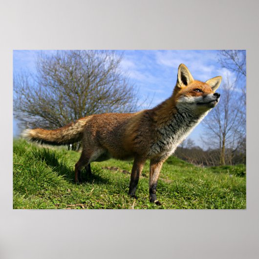 Poster Angleterre, Angleterre. Red Fox Vulpes vulpes) en (Devant)