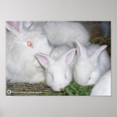 POSTER ANGORA RABBITS (Devant)