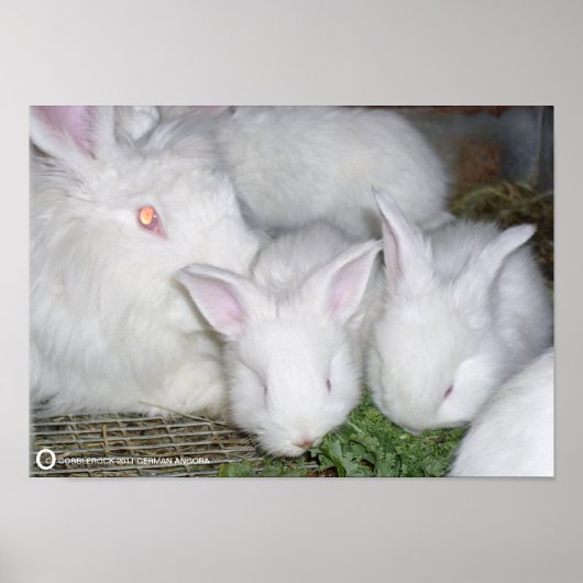 POSTER ANGORA RABBITS (Devant)
