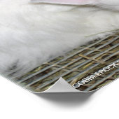 POSTER ANGORA RABBITS (Coin)