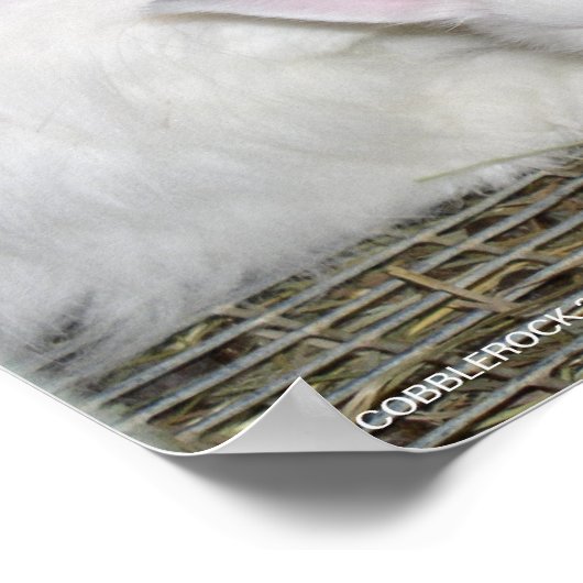 POSTER ANGORA RABBITS (Coin)