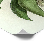 Poster Angraecum Leonis Orchid (Coin)