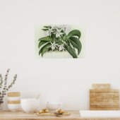 Poster Angraecum Leonis Orchid (Cuisine)