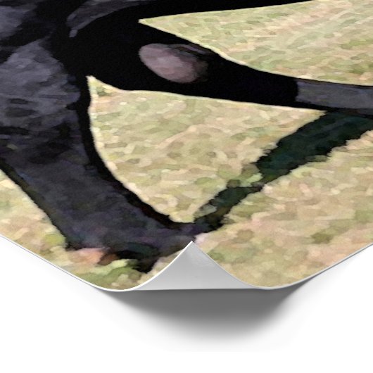 Poster Angus Bull Portrait Imprimer (Coin)