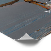 Poster Anhanguera pêche préhistorique (Coin)