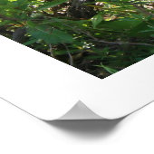 Poster Anhinga (Coin)