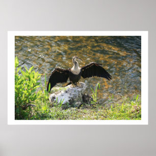 Poster Anhinga