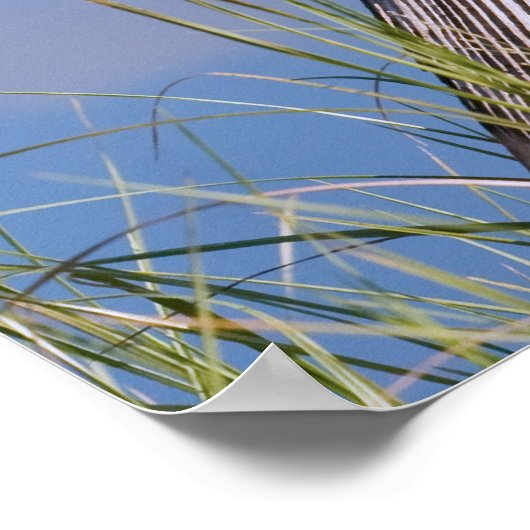 Poster Anhinga à l'étang (Coin)