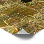 Poster Anhinga dans les Everglades (Coin)