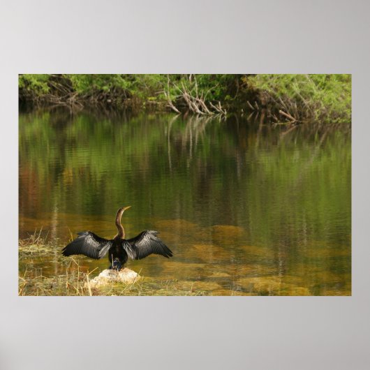 Poster Anhinga dans les Everglades (Devant)